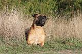 BULLMASTIFF 160